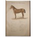 Иппологический атлас для наглядного изучения верховой лошади. 1899 г